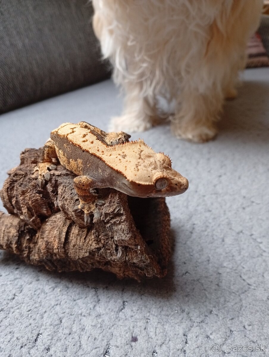 Pagekon riasnaty - 9