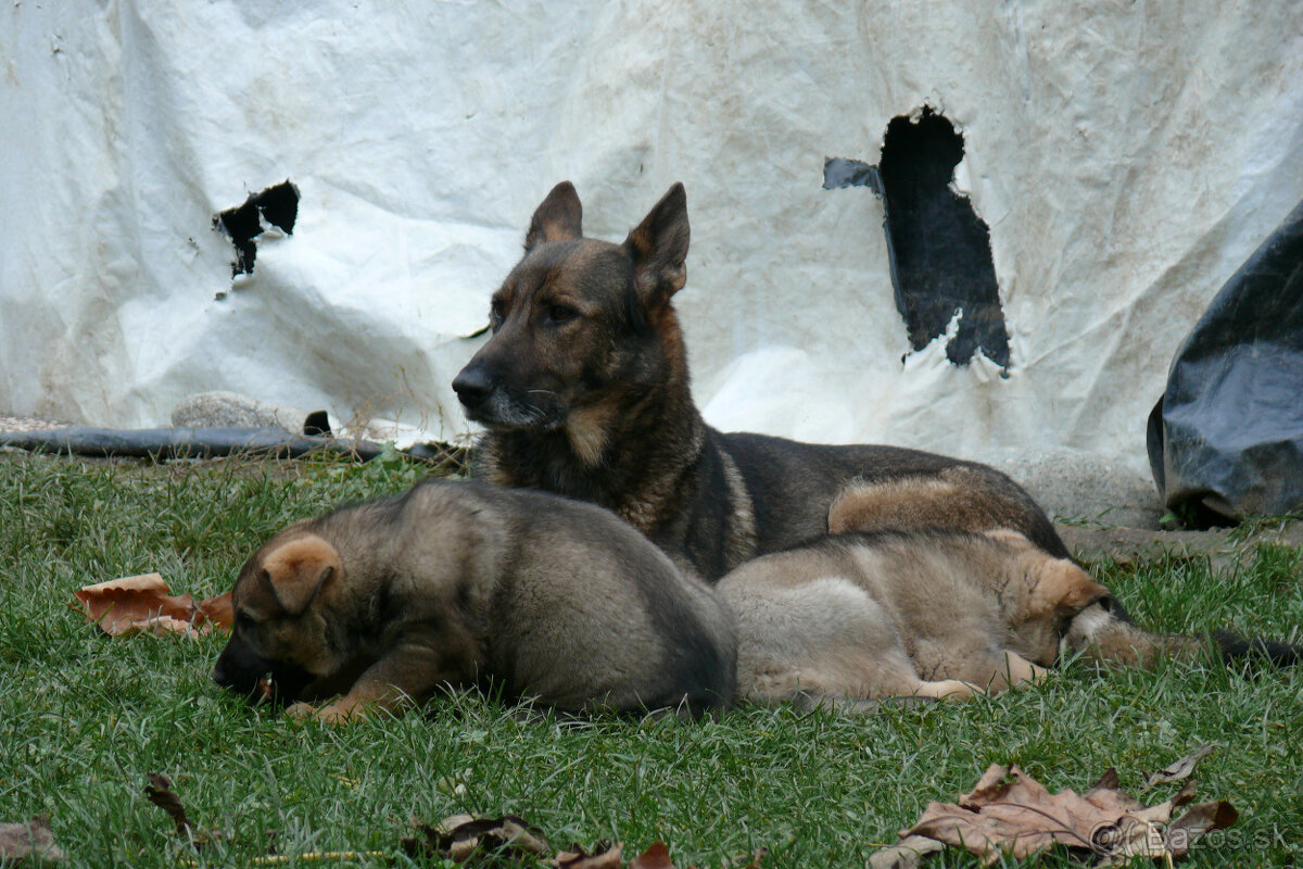 Nemecký ovčiak šteniatka - 9