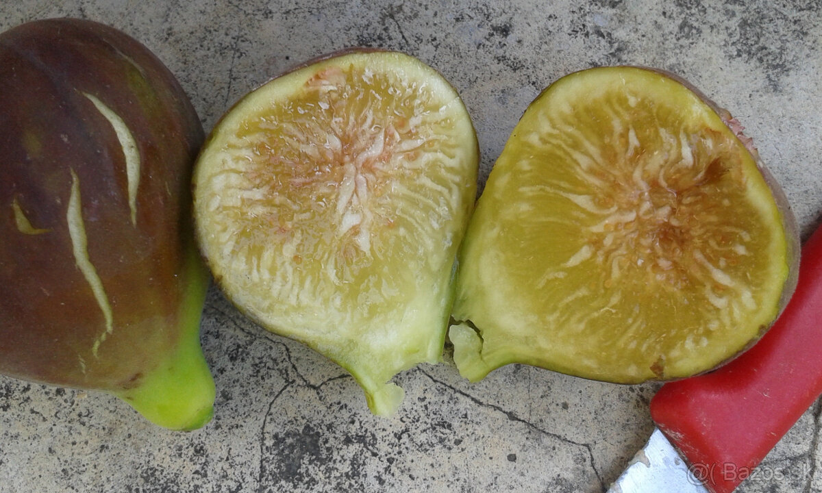 RODIACE FIGOVNíKY - 9