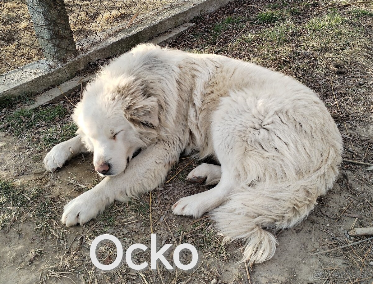 Slovenský čuvač - šteniatka - 9