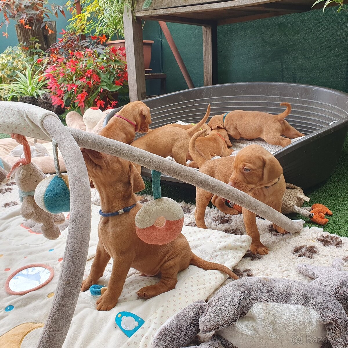 Maďarská vyžla s PP - 9