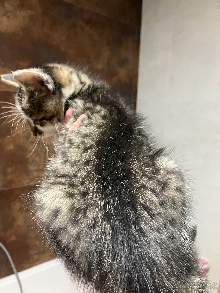 Mačiatka - 9
