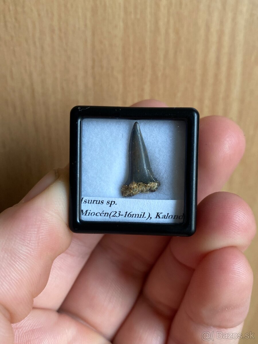 Fosílie žraločích zubov zo Slovenska - 9