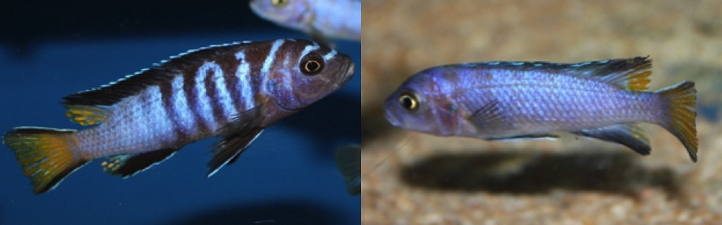 Africké cichlidy - 9