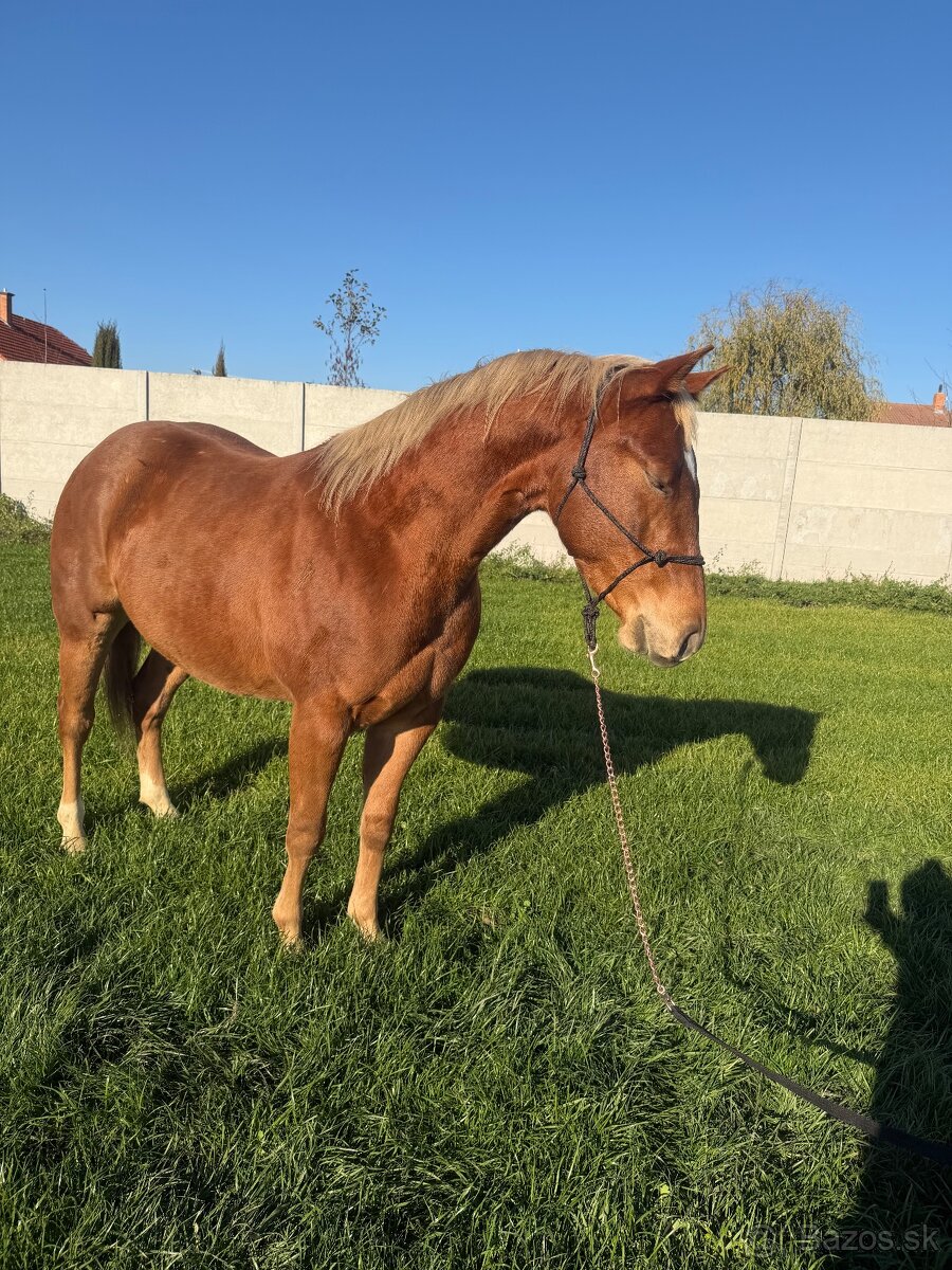 Predám QH žrebca - 9