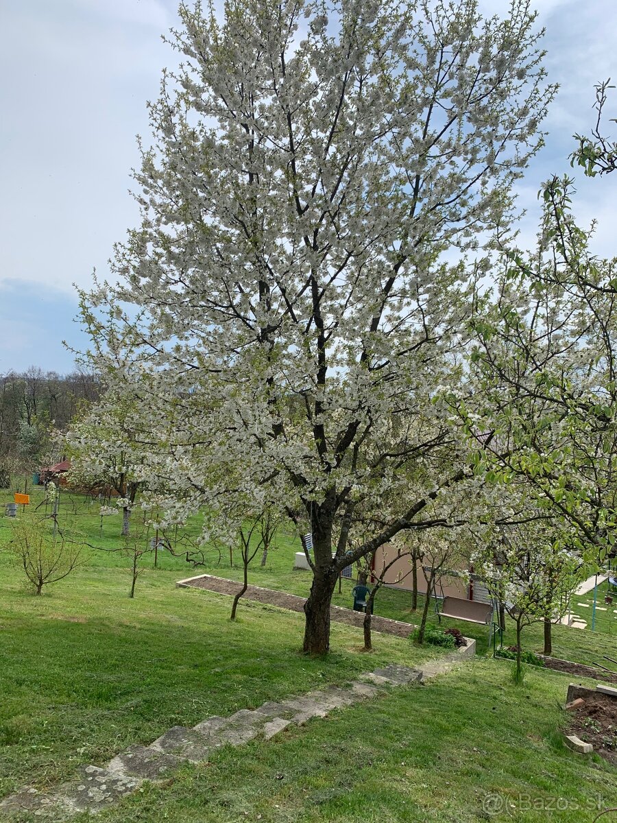 Záhrada s chatkou - 9