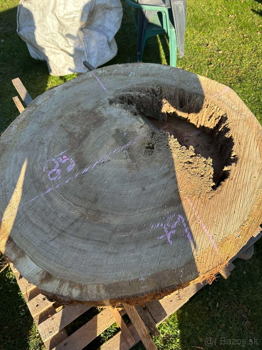 Vysušené dubové koláče / priečne rezy, dub - 9