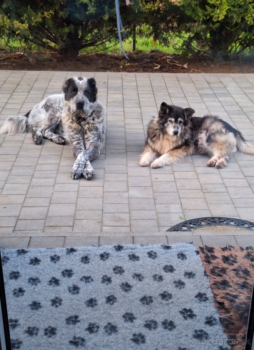 mesacny vycvik psov, dvojtyzdnovy vycvik start, hotel - 9