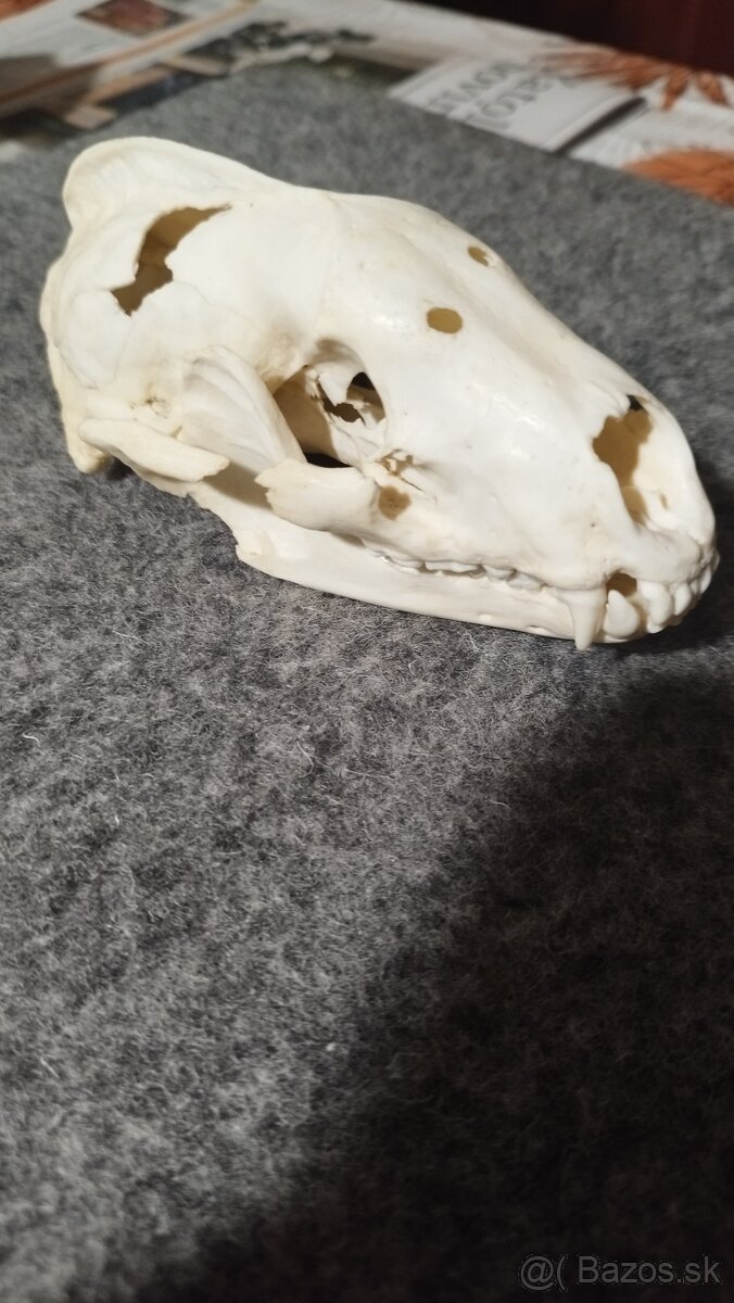 Predám lebku jazveca parožie, zhody, trofeje. - 9