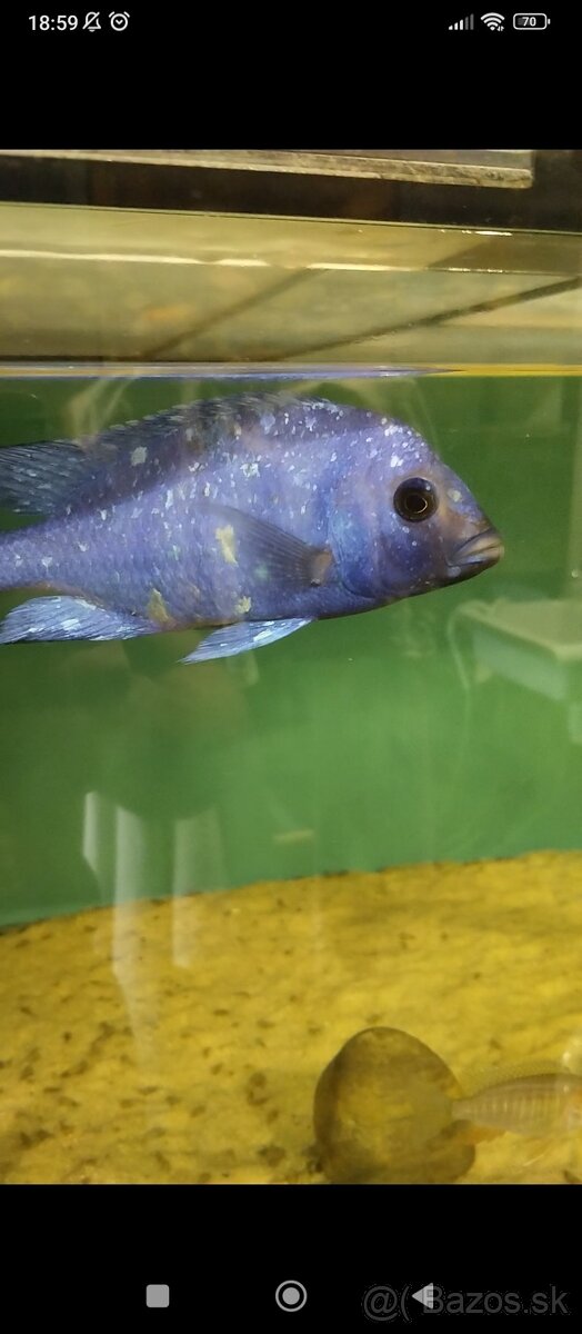 Africké Malawi cichlidy - 9