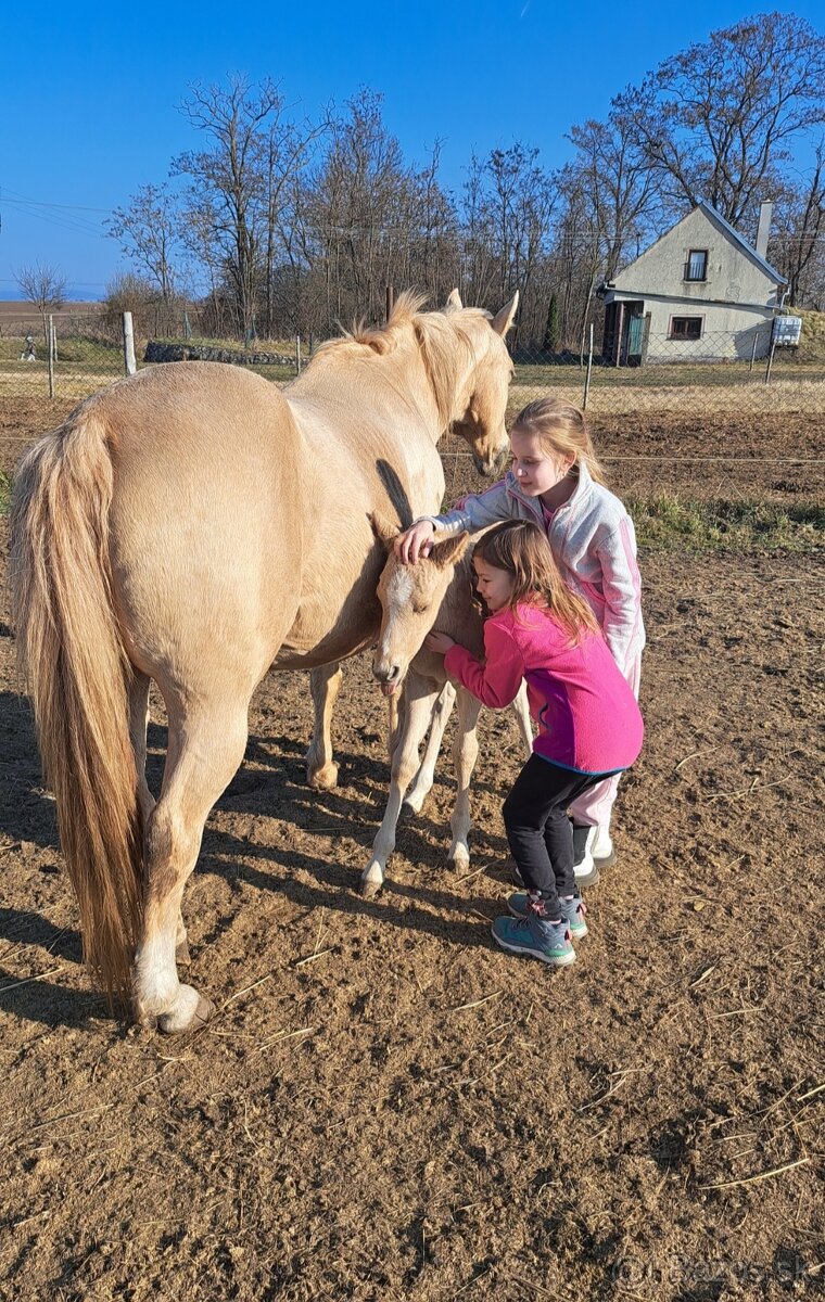 Roční qh hřebeček reining původ - 9