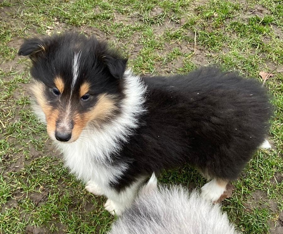 Kolia dlhosrstá - 9