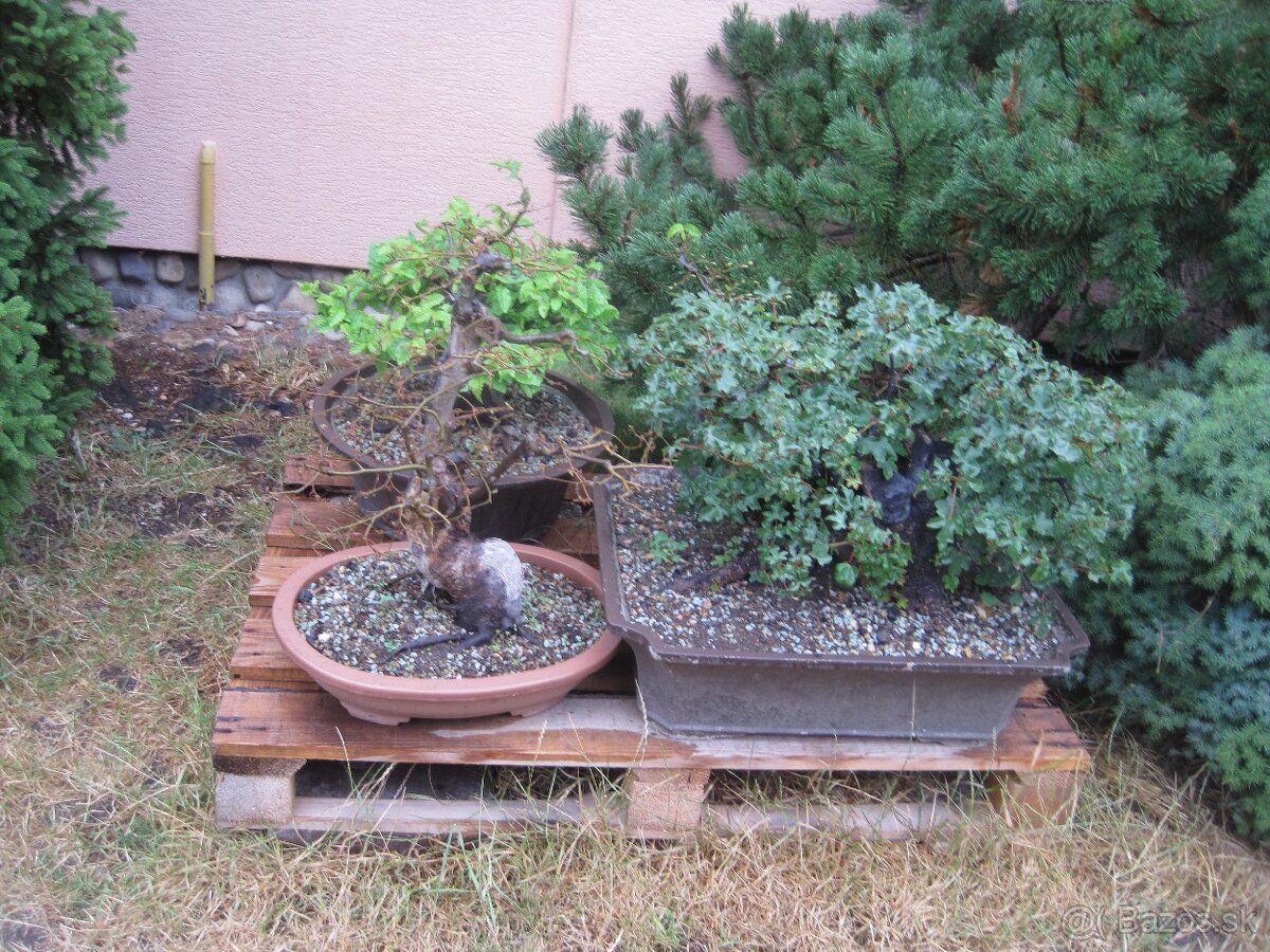 bonsai,bonsaj-hrab 15 - 9