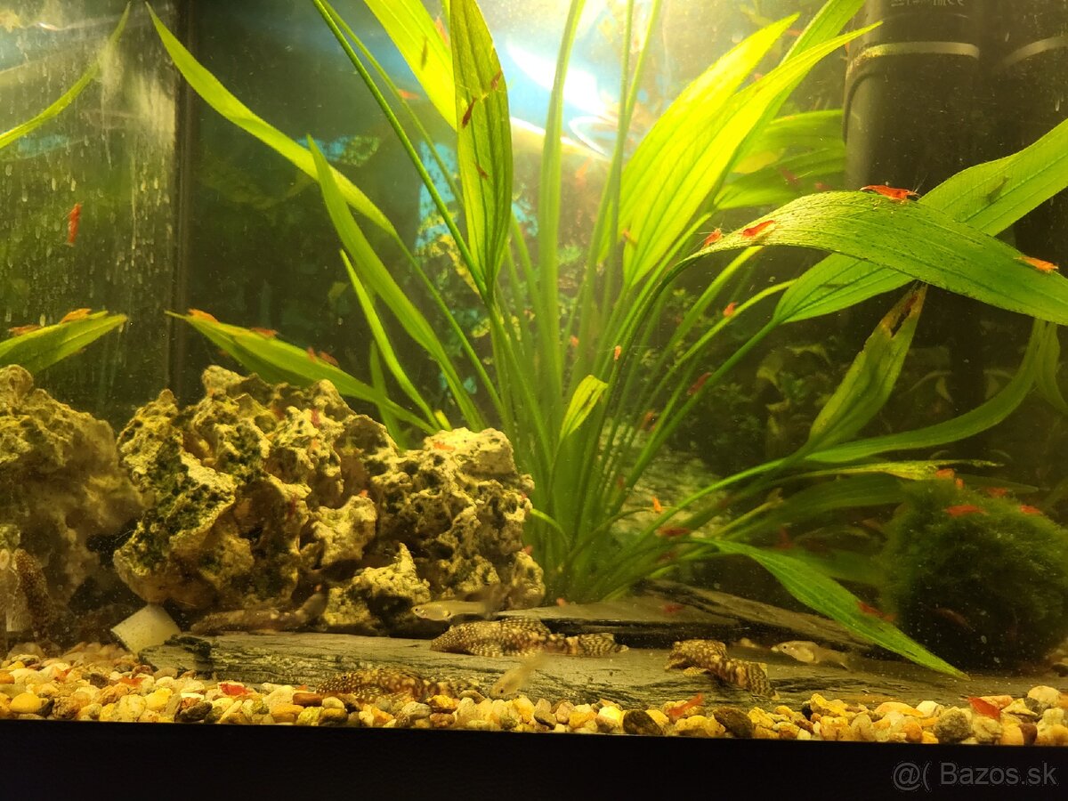 Predám akvária cca 60l - 9