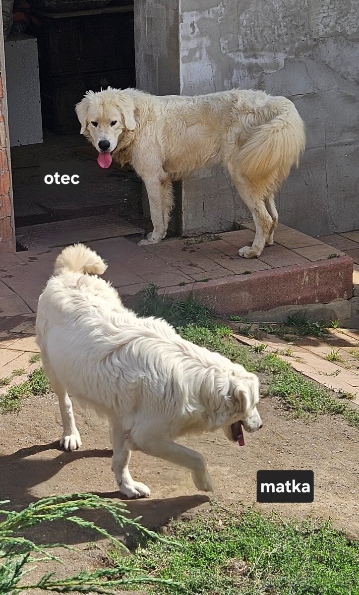 Slovenský čuvač - šteniatka - 9