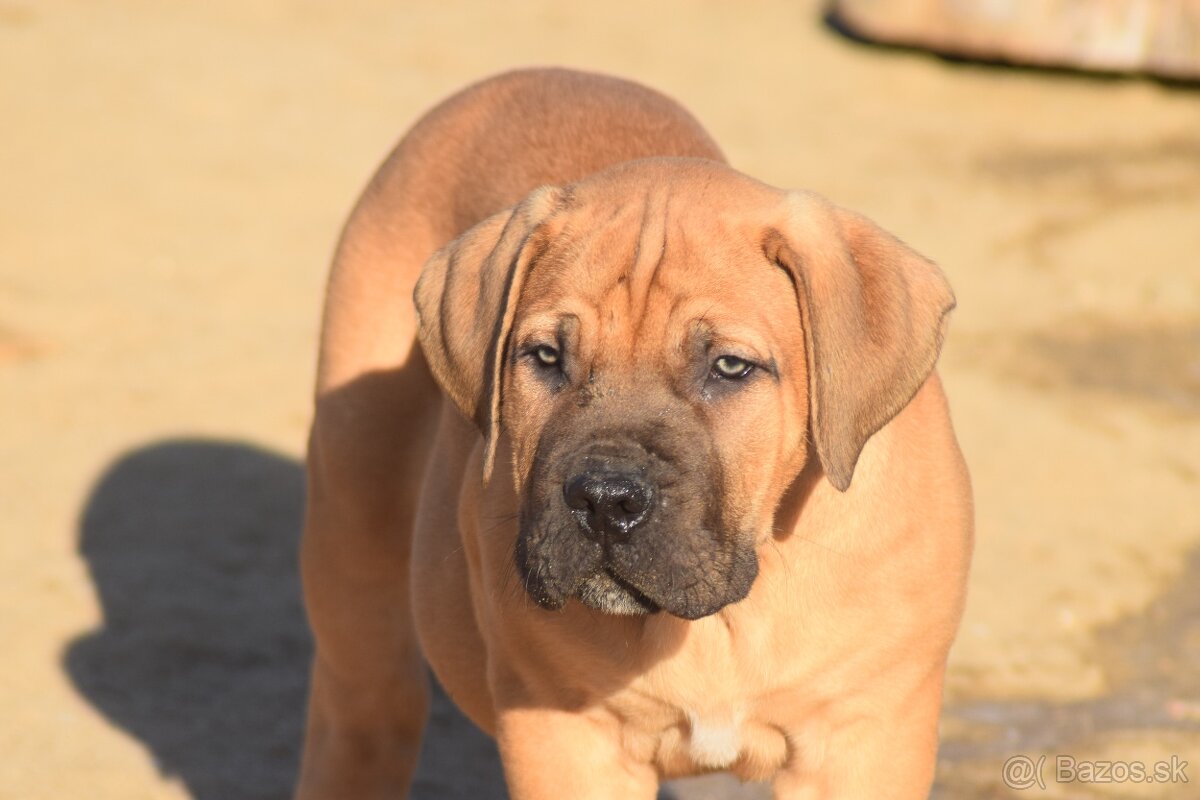boerboel - SABBS - 4 KLUCI - 9
