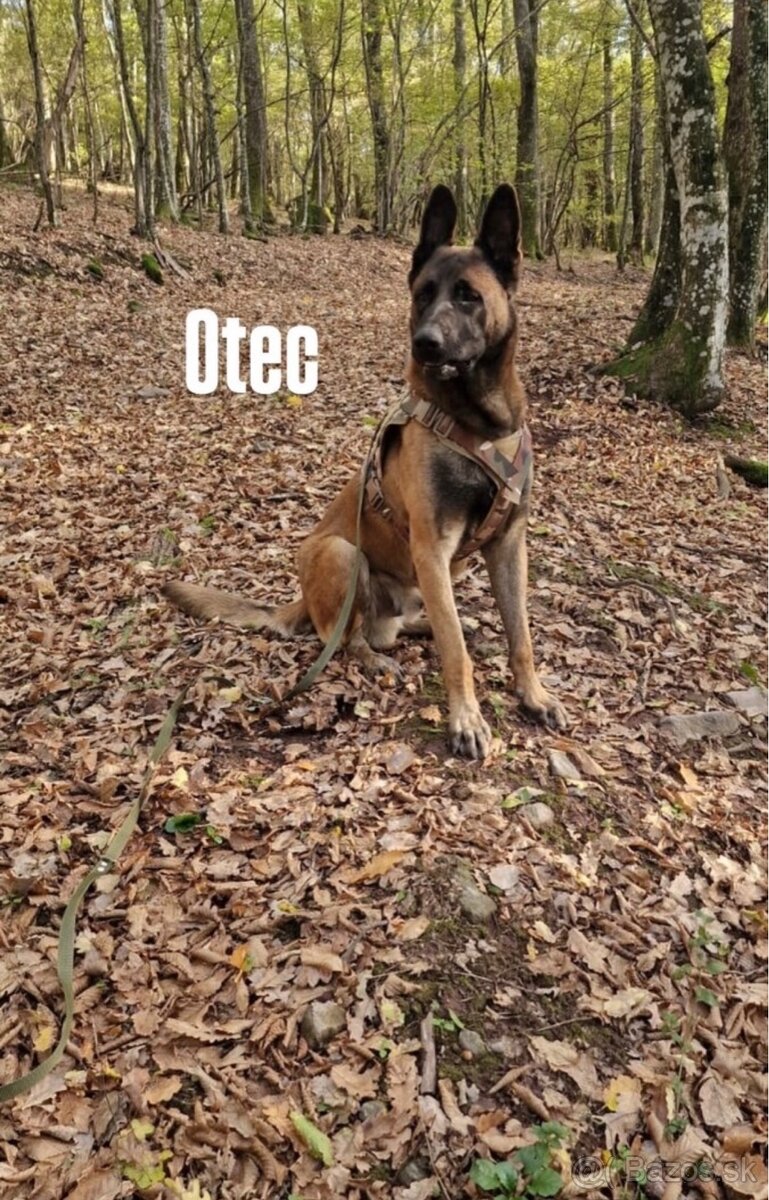 Belgický ovčiak - Malinois - 9