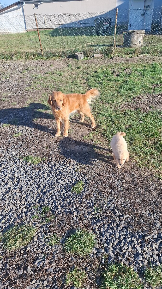 Zlatý retriever - 9