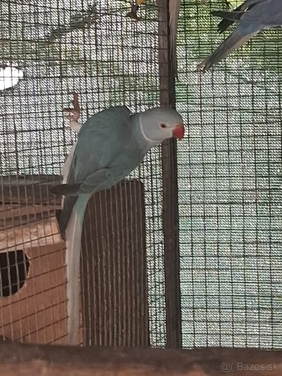 Alexander maly hch - 9