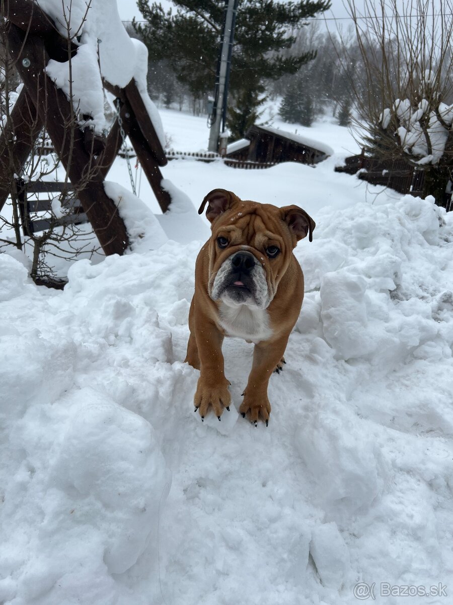 Anglicky Bulldog s PP na KRYTIE, buldog, Buldok , - 9
