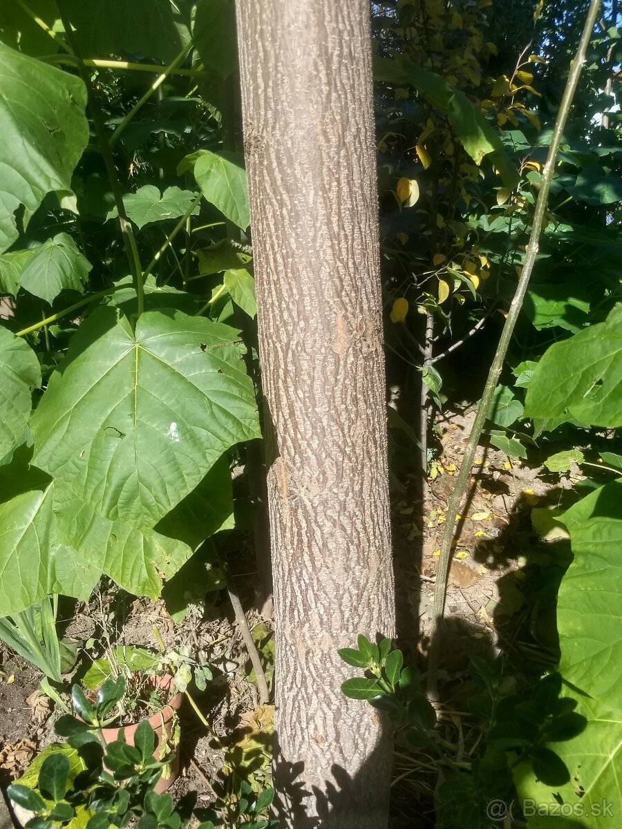 Cisarsky strom Paulownia a Aloe vera - 9