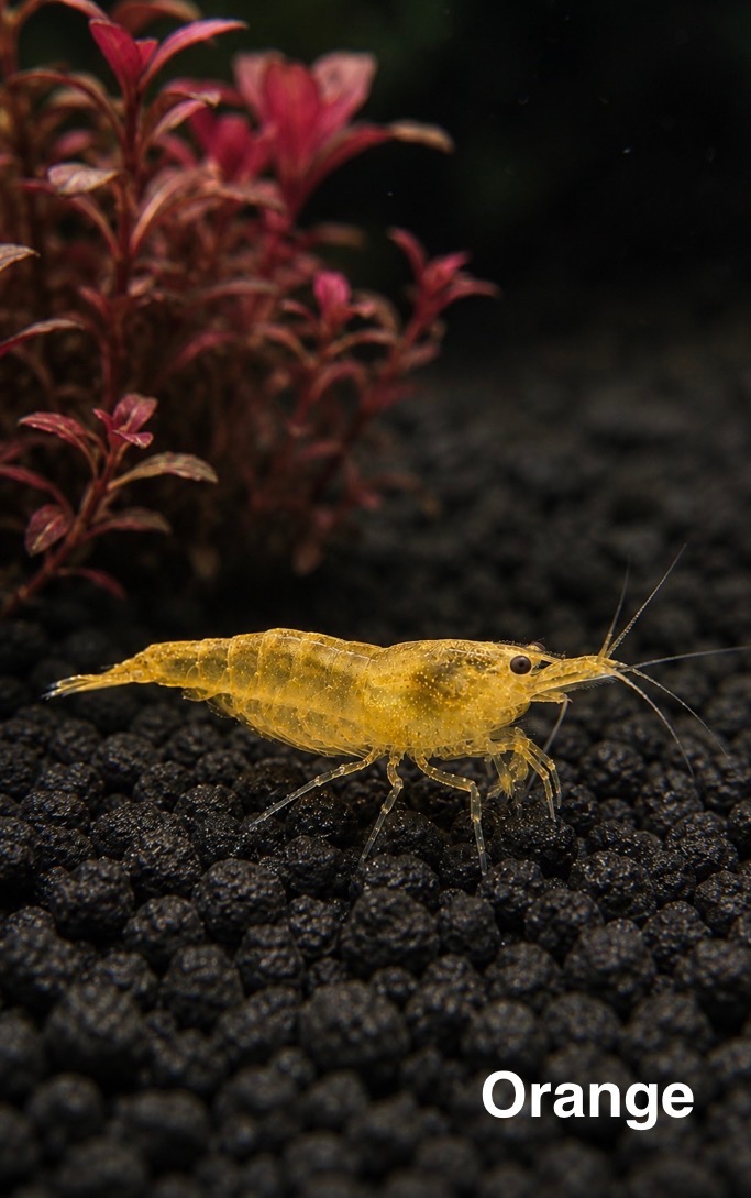 KREVETKY NEOCARIDINA - 9