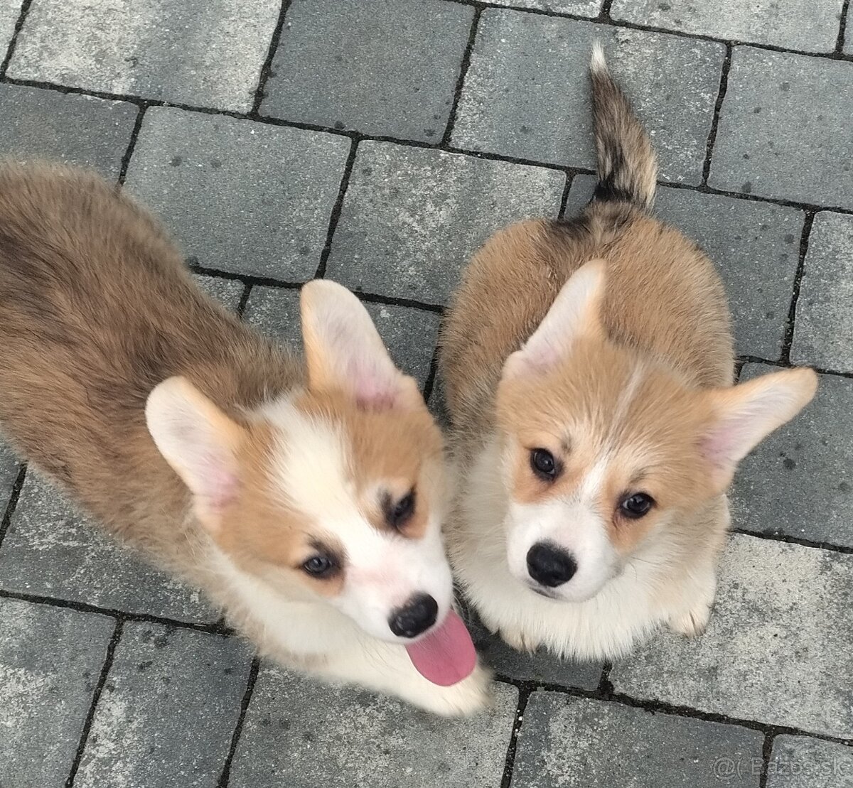 Welsh Corgi Pembroke - 9