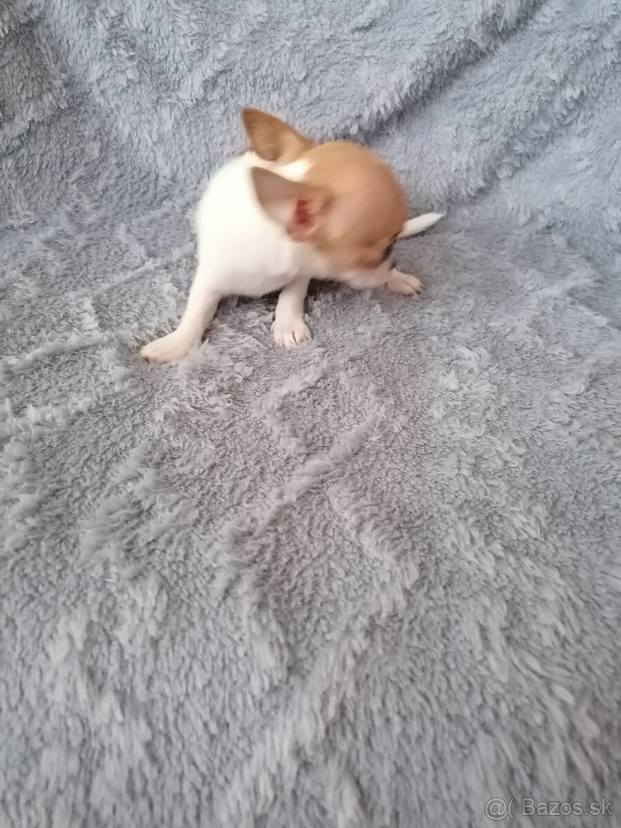 Čivava krátkosrstá - 9