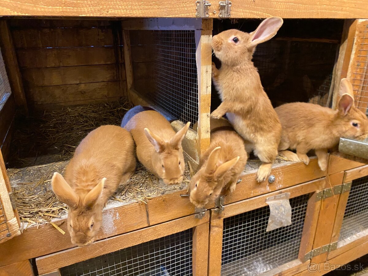 Burgundské králiky - 9