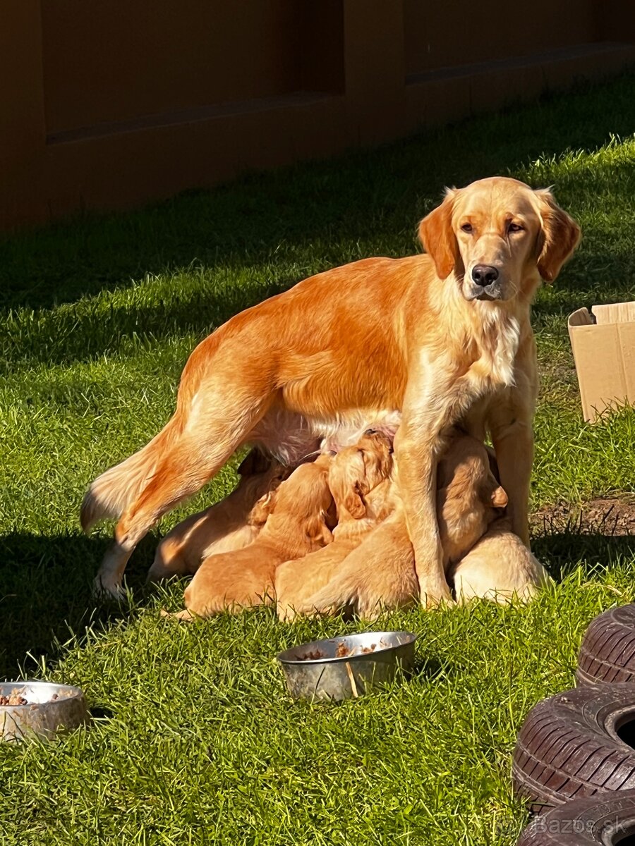 Zlatý retriver šteniatka - 9