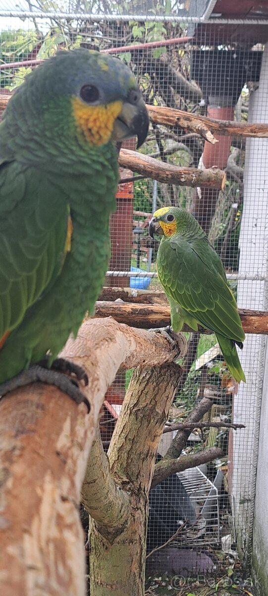 Predám samcov amazonana venezuelskeho - 9