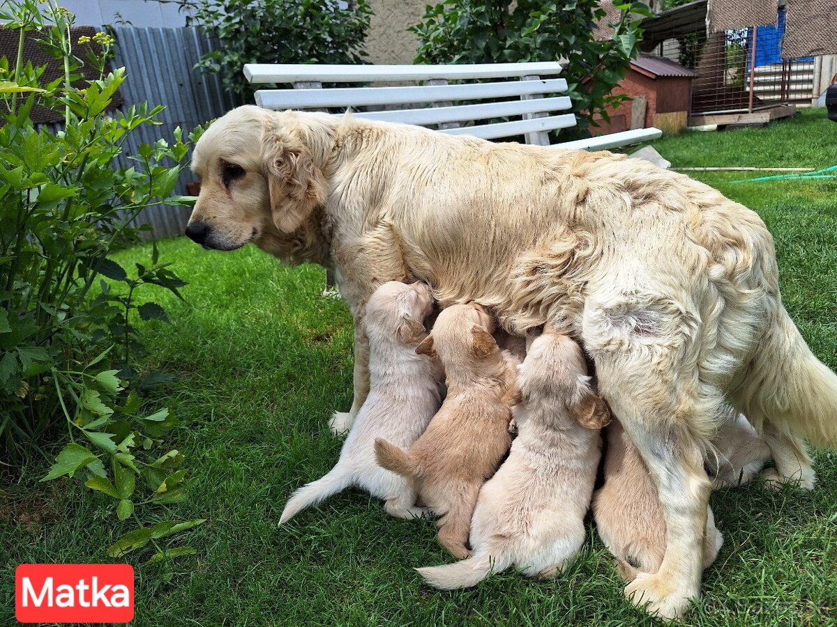 Predám Šteniatka Zlaty retriever-Golden retriever - 9
