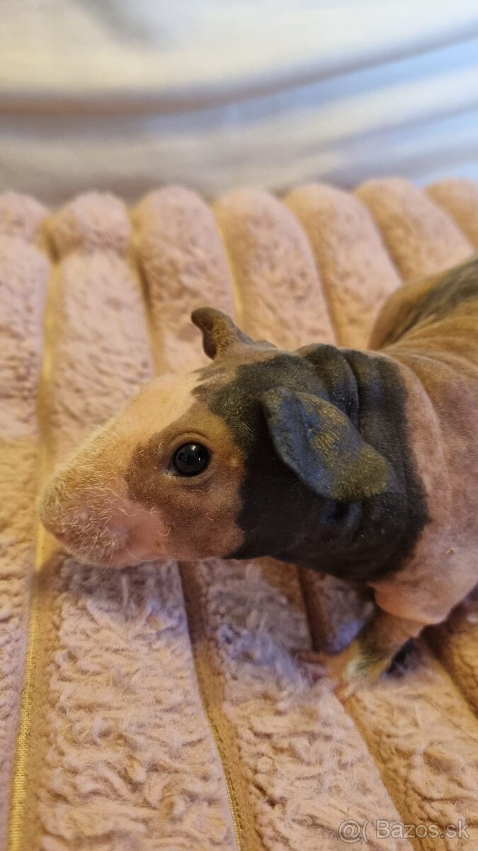 Skinny Morčatá - 9