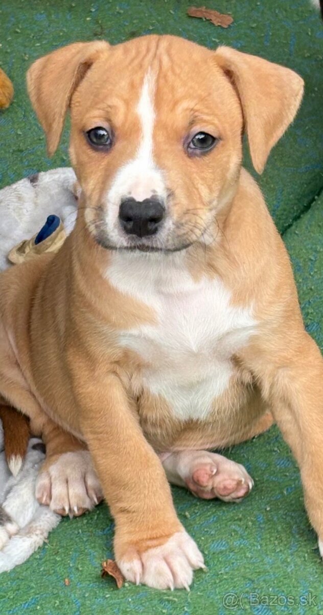 Šteniatka staforda - 9