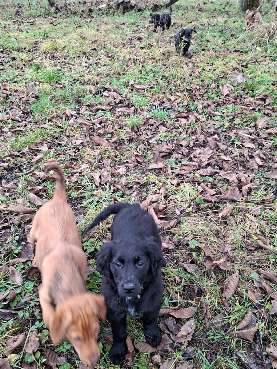 Darujeme šteniatka - 9