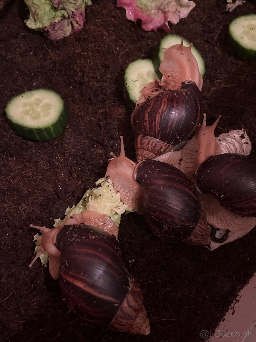 Slimák africký - 9