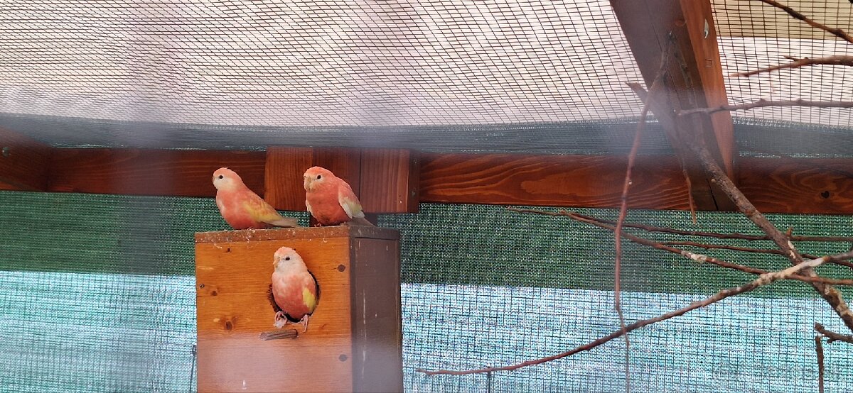 Neofema Bourkova Rubino - 9