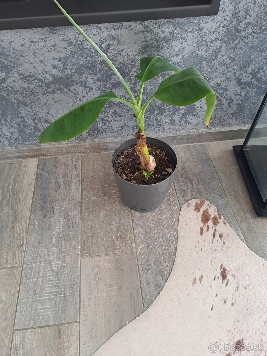 Izbové rastliny, sadeničky - 9
