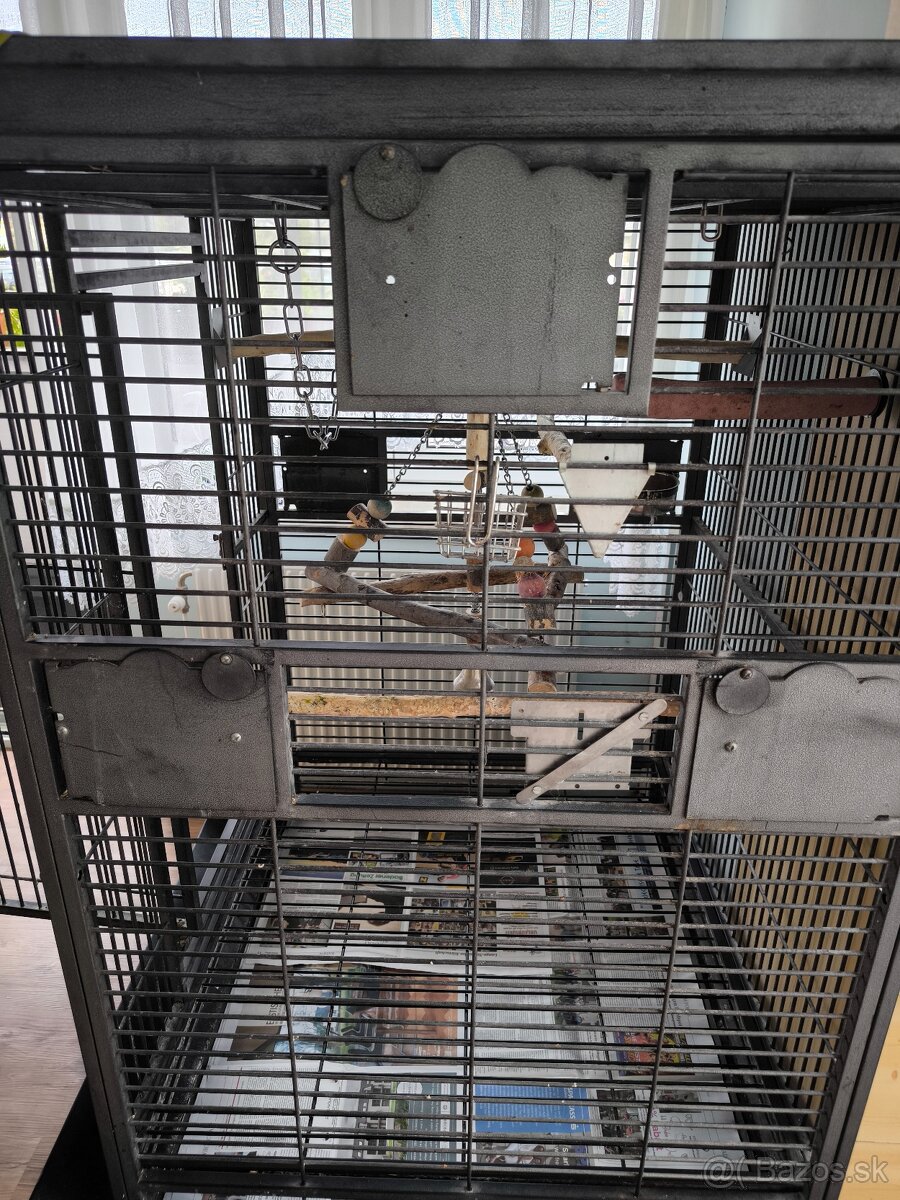 Žako papagáj šedý - 9