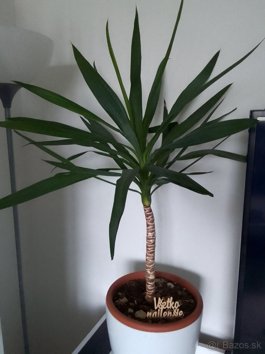 Slonia noha bananovnik kavovnik zamiokulkas fikus yuka - 9