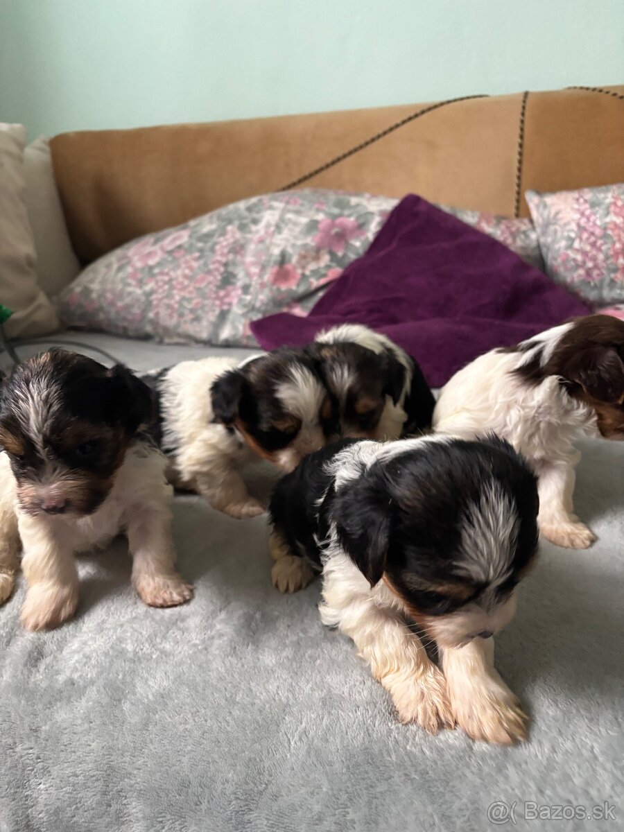 Biewer yorkshire terier - 9