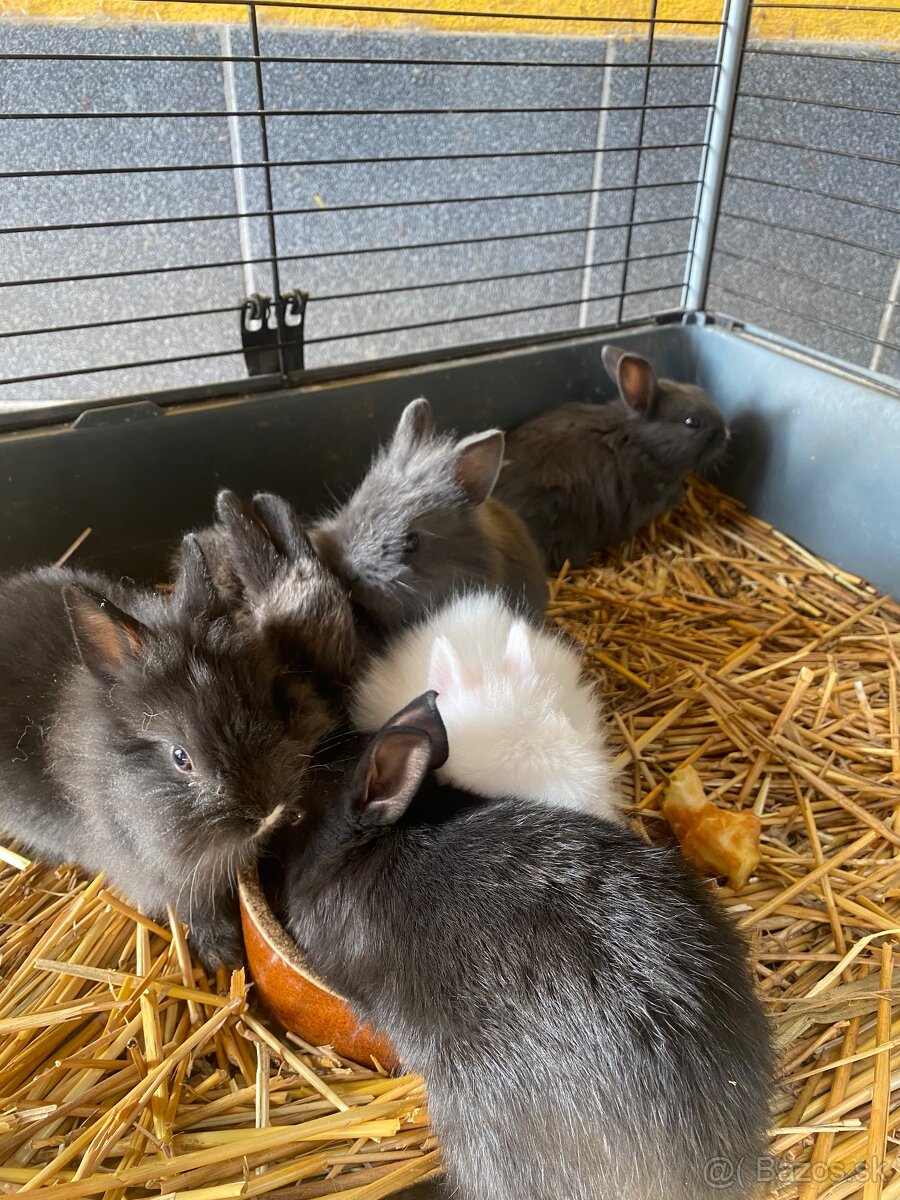 Trpaslíčie králiky - 9