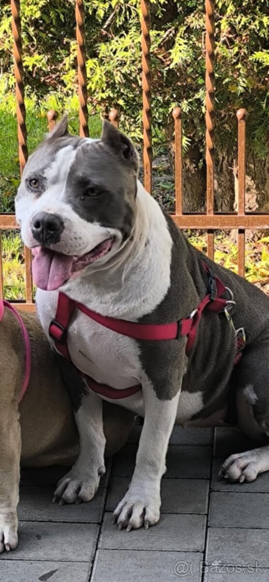 American bully XL - 9