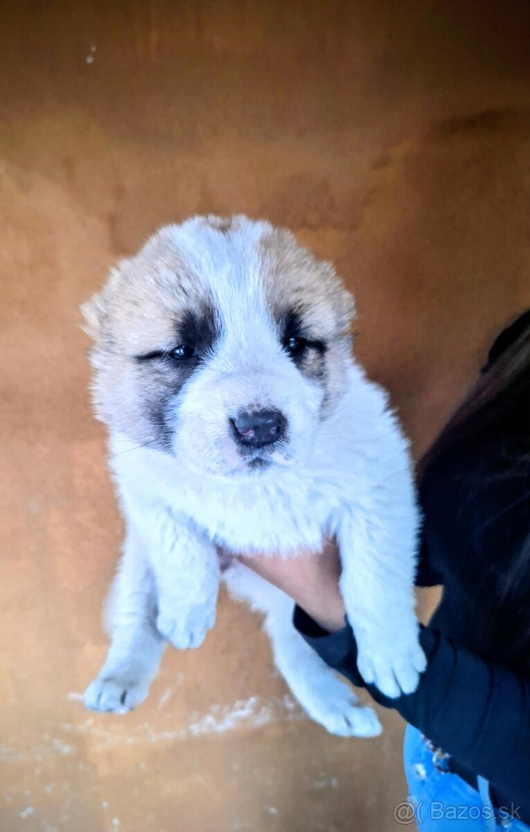 Stredoázijský ovčiak- šteniatká - 9