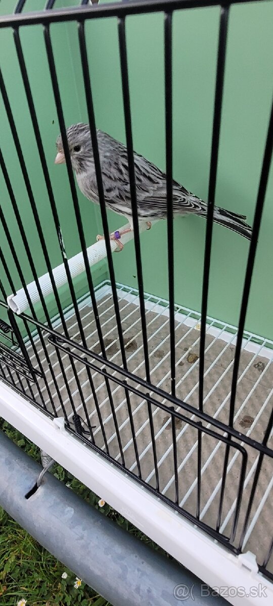 Predám Kanáriky,Kanáre - 9