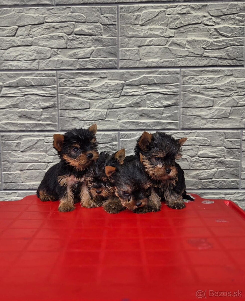 Yorkshirsky terier - 9