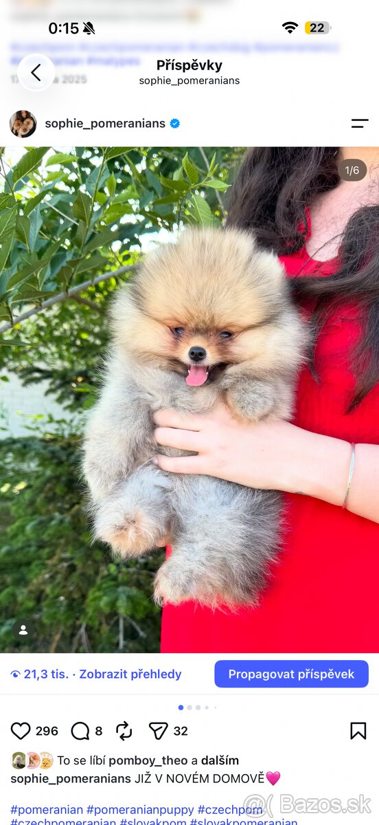 Pomeranian s PP - 9