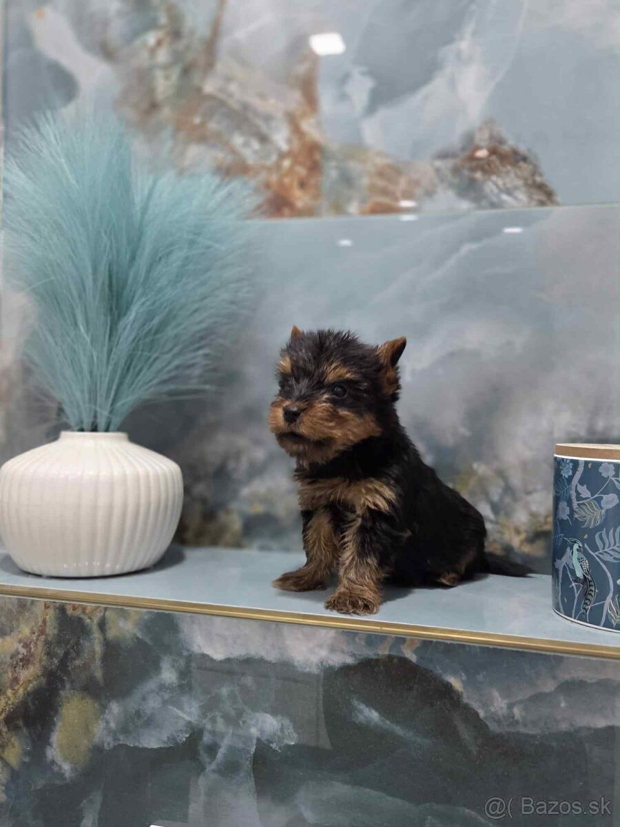 Yorkshirsky terier - 9