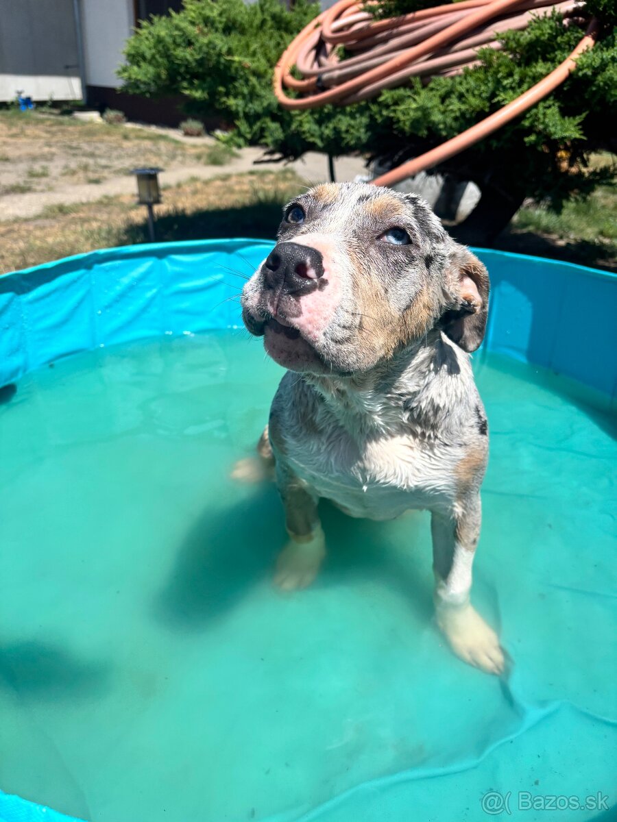 American bully - 9