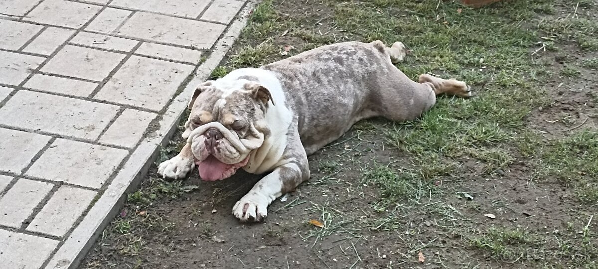 Anglicky buldog - 9